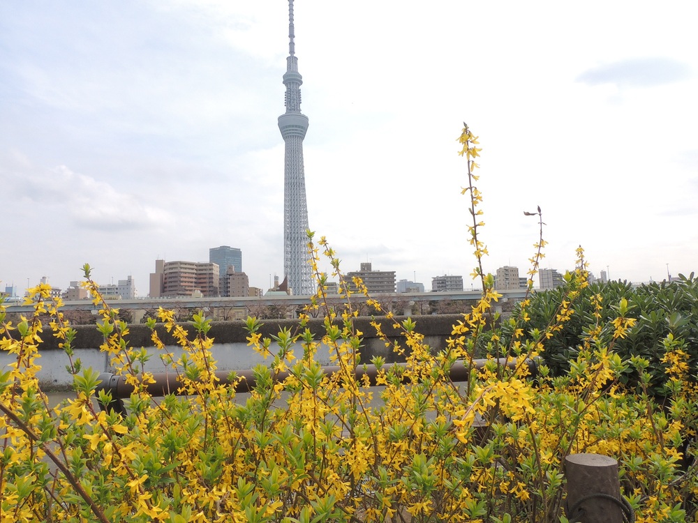 隅田公園の写真