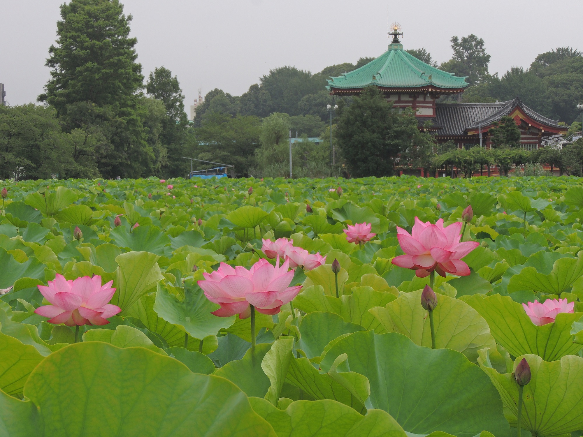 不忍池の写真