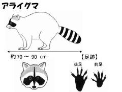 アライグマの画像