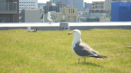 ウミネコ写真