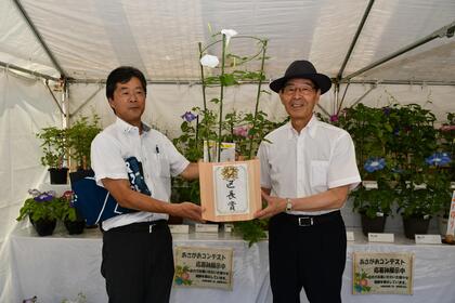 朝顔展示会で区長賞を選ぶ区長の写真